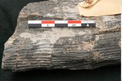 Foto (Detailansicht) von Calamites communis Ettingshausen (NHMW-GEO-2024-0188-10957)